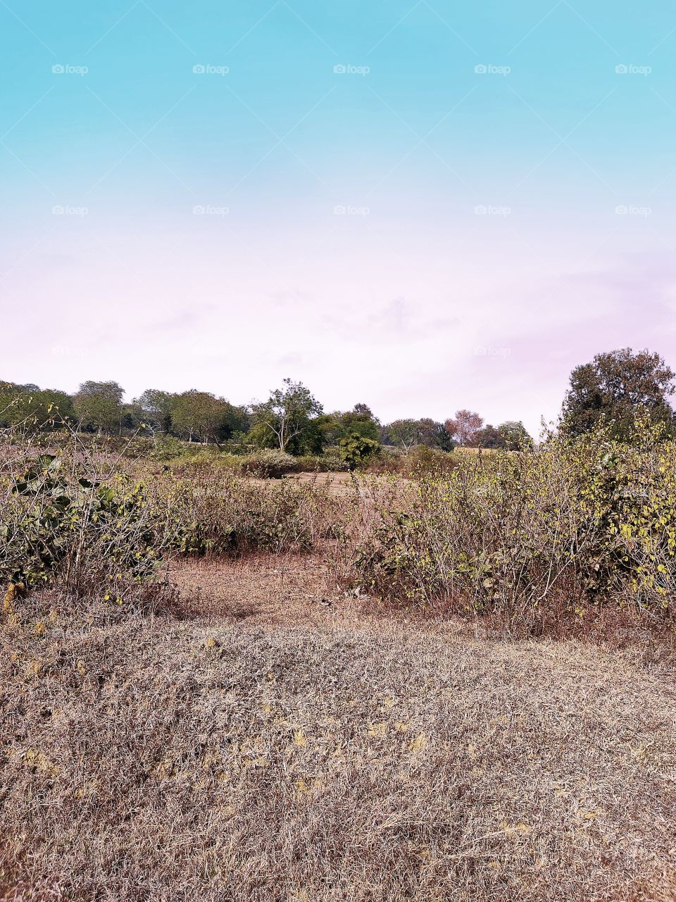 😍🌲🌳🌳🌳🌱🌿