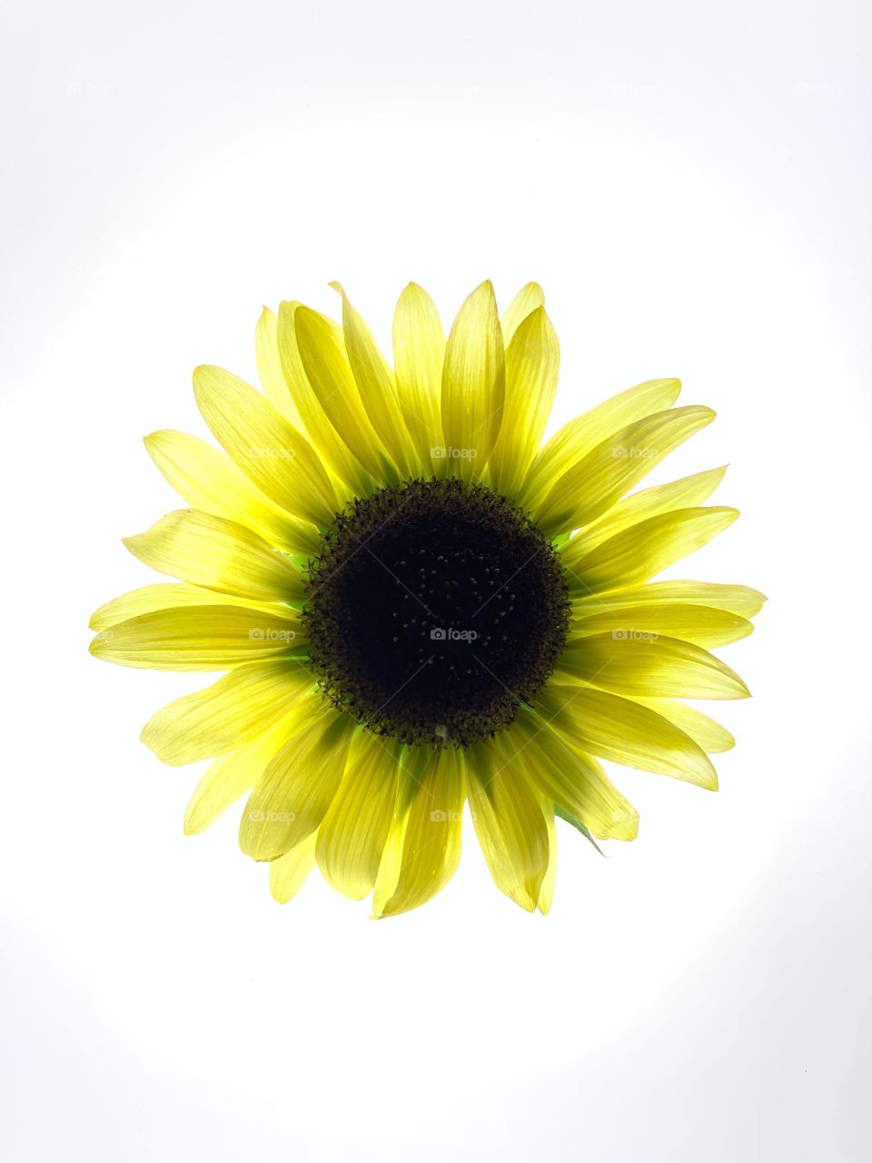 wonderful ... image🖼️
   Beautiful Flower🌼 Leaf🍁