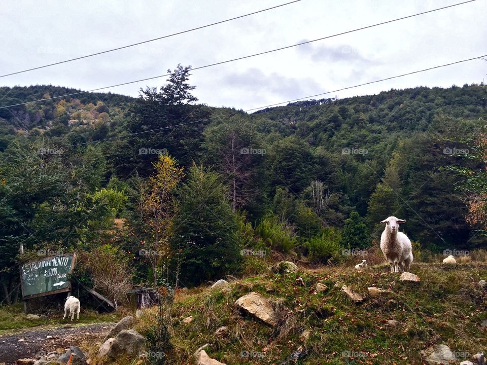 Hiking in southern Chile 