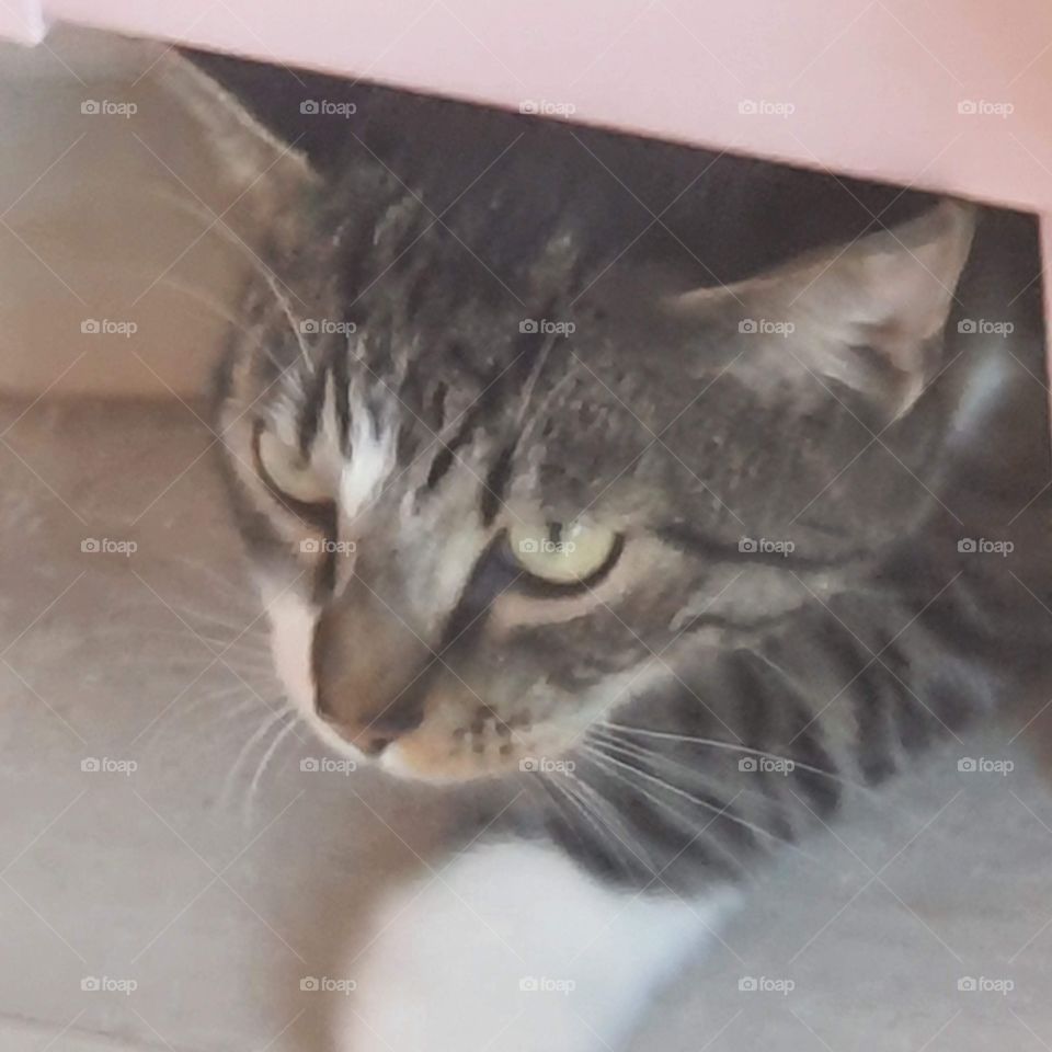 Cat comes out from under bed.