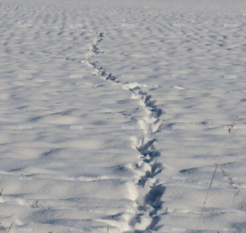 Animal tracks in the snow