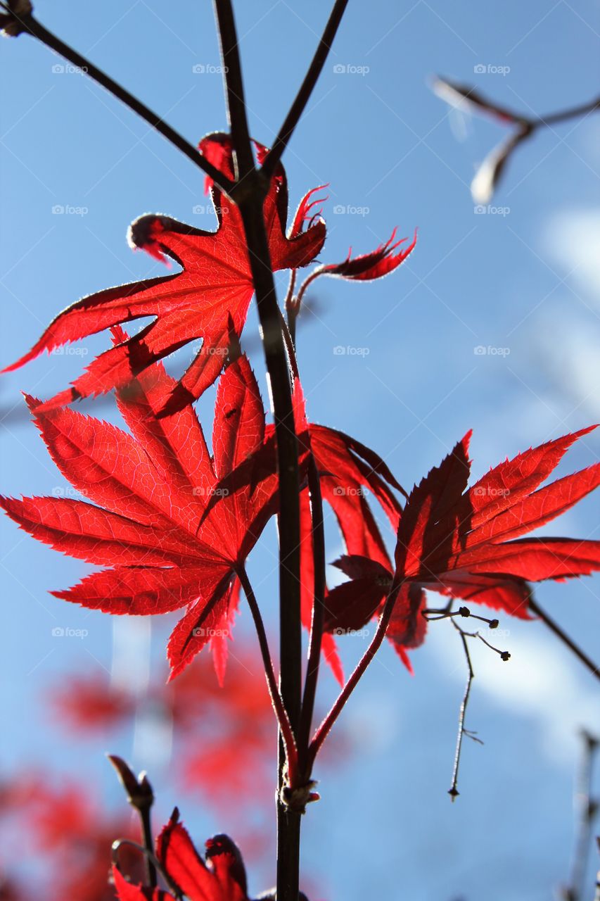 red and blue.  leaves and the sky.