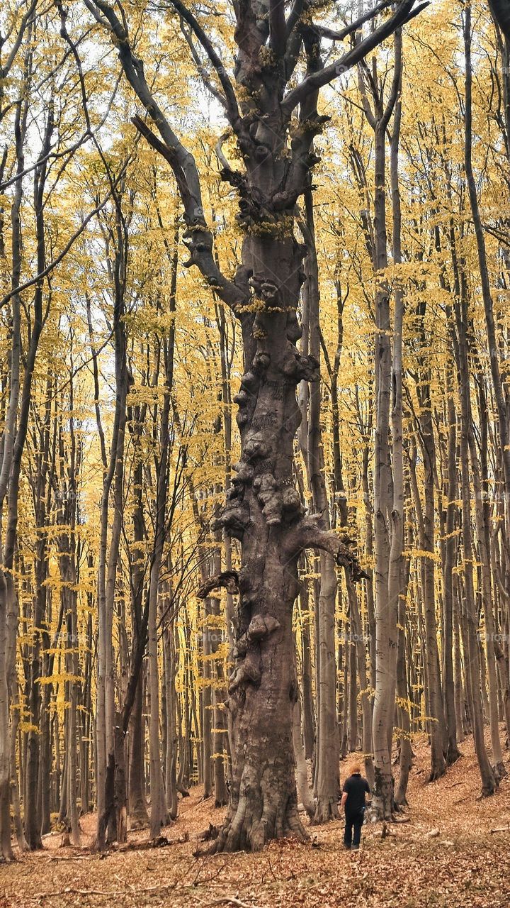 Magical tree in the forest