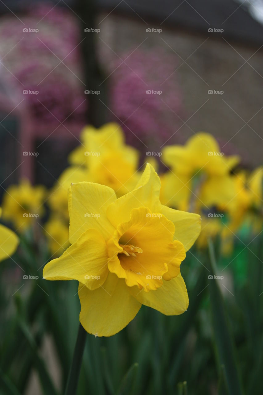 Yellow narcissus