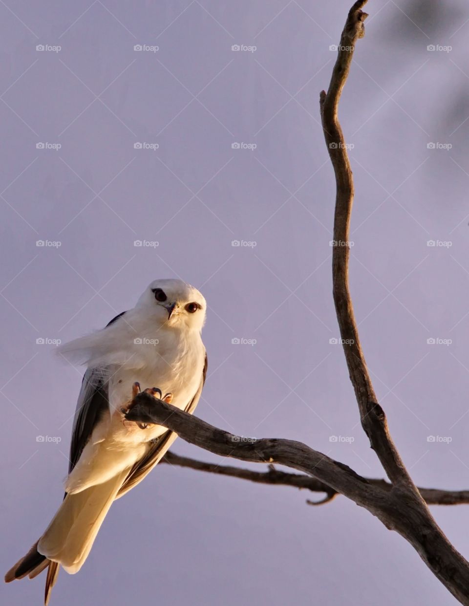 Black shoulderd kite looking down from a hunting tree at sunrise