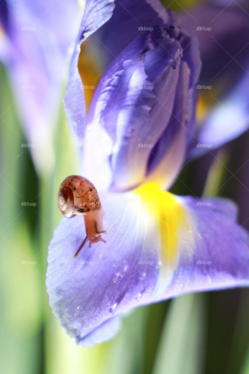 snail on a purple iris flower