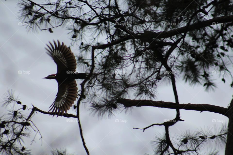 Beautiful bird in flight.