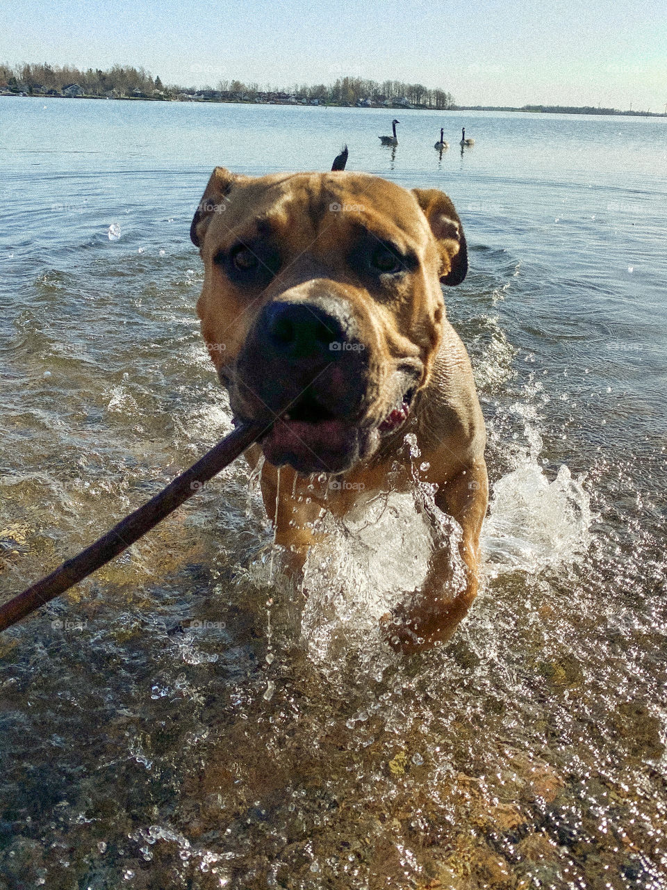 A happy dog break in the water