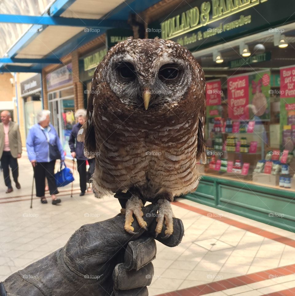 Owl with trainer