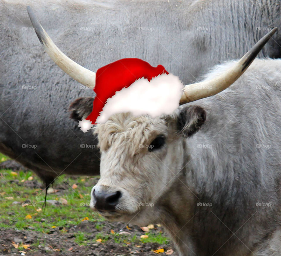 Christmas bull