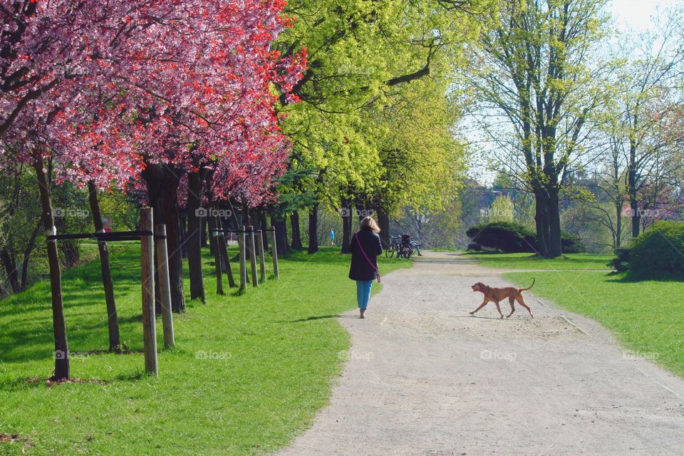 Oporów - the best place to enjoy spring walk with your dog! 

Wrocław, Poland