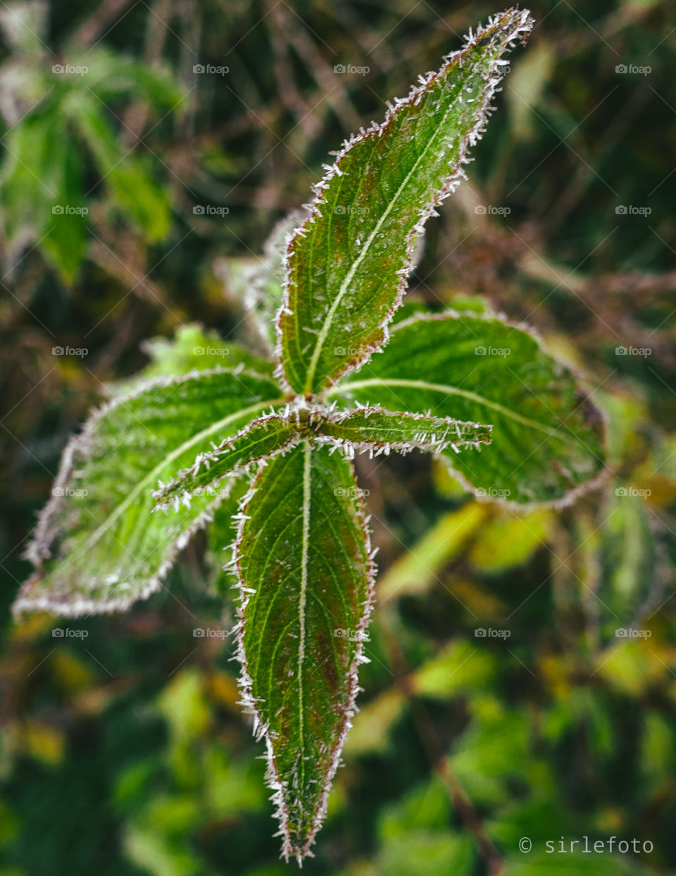 Frosty leaves
