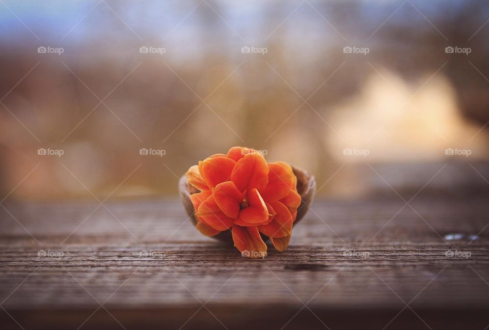 orange flower