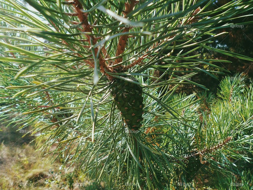 View of forest