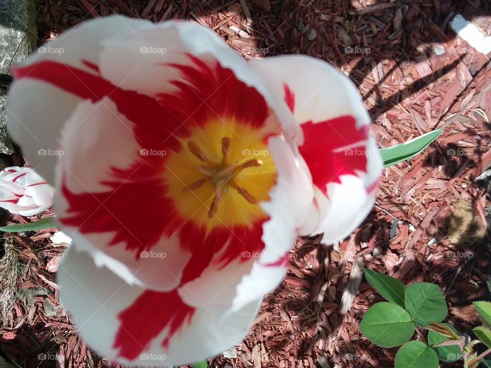 beautiful tulip