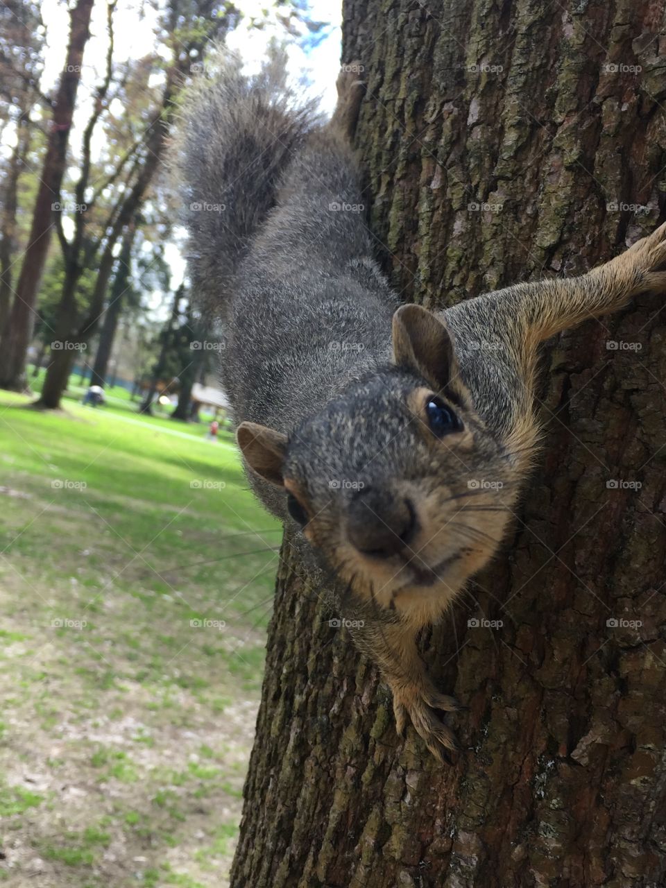 Little social squirrel