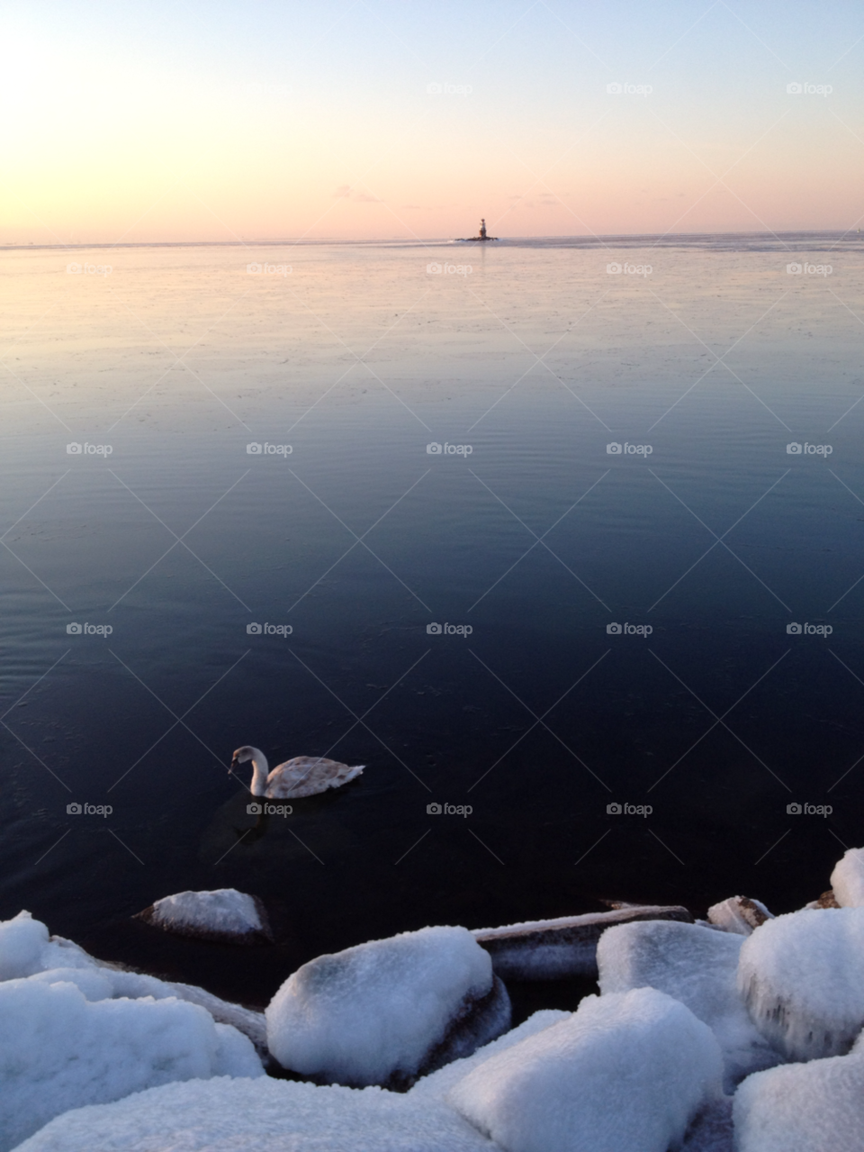 High angle view of duck floating on lake