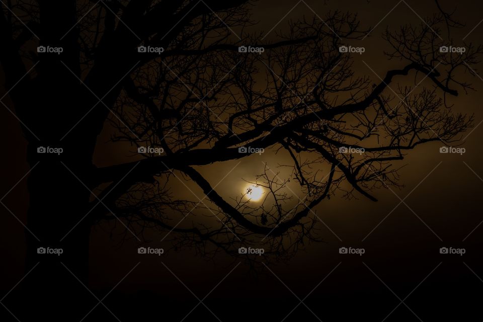 An old barren oak tree silhouetted by the rising sun shining through a dense fog. The dark image had a spooky vibe. Raleigh North Carolina. 