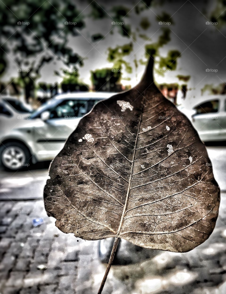 Human veins or leaves ???? 😬