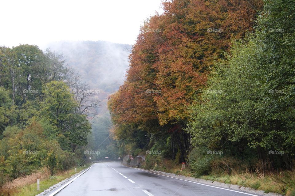 View of road through forest