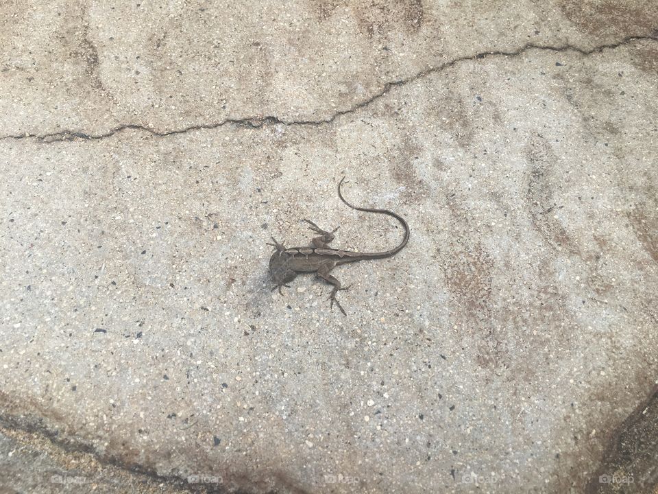 Lizard 