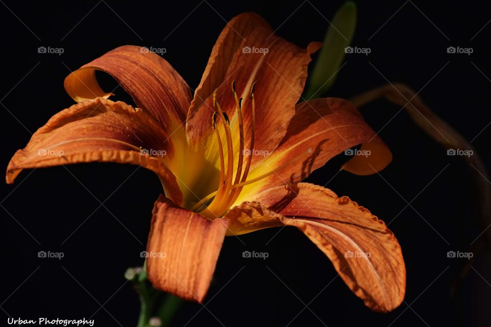 No Person, Flower, Nature, Lily, Flora
