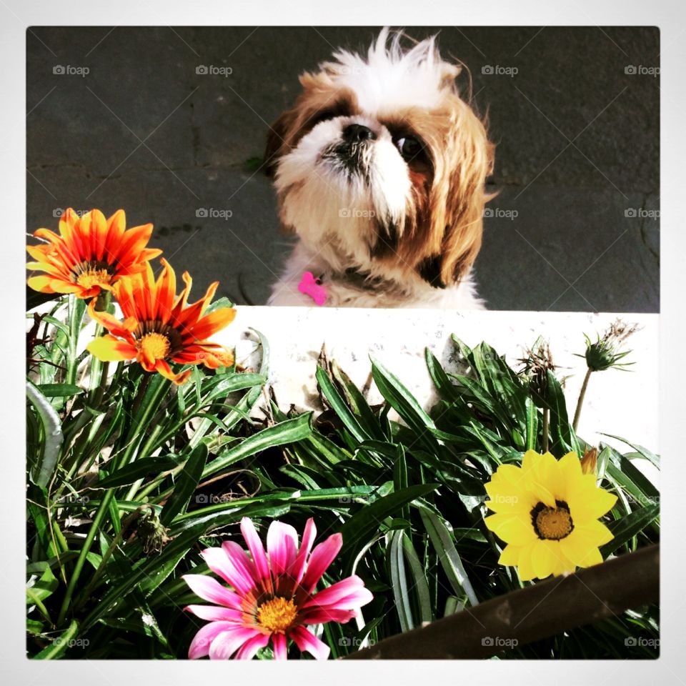 Nossa cachorrinha Pepita, alegre entre as flores!
