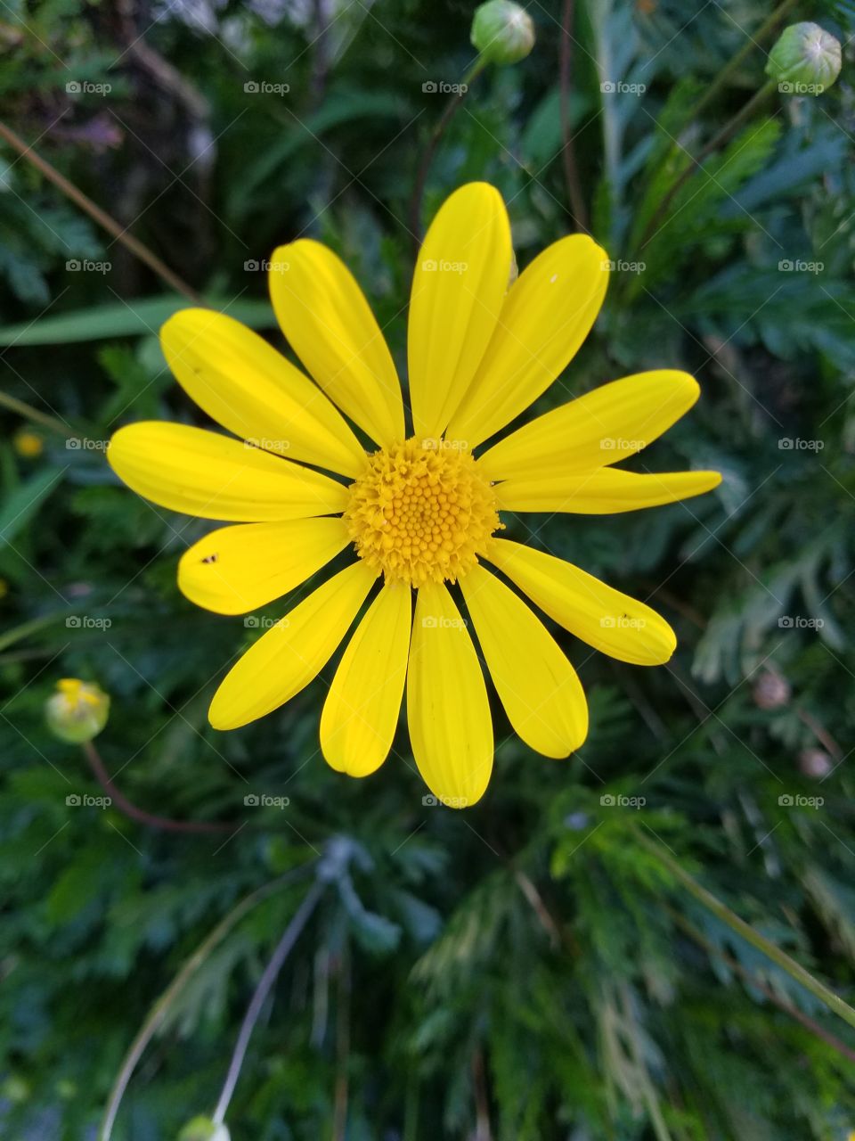 Yellow  Beauty