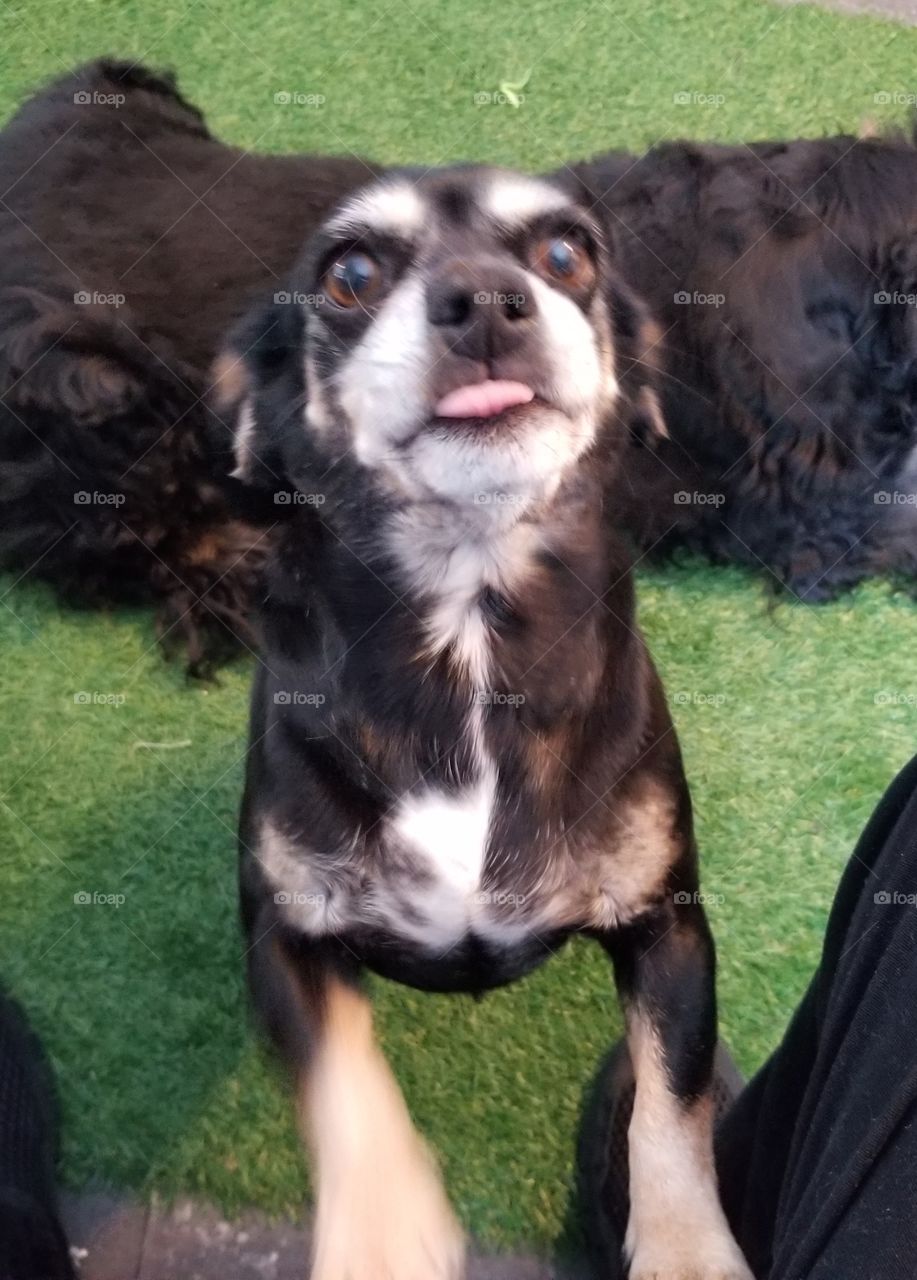 half cocker spaniel and half Chihuahua