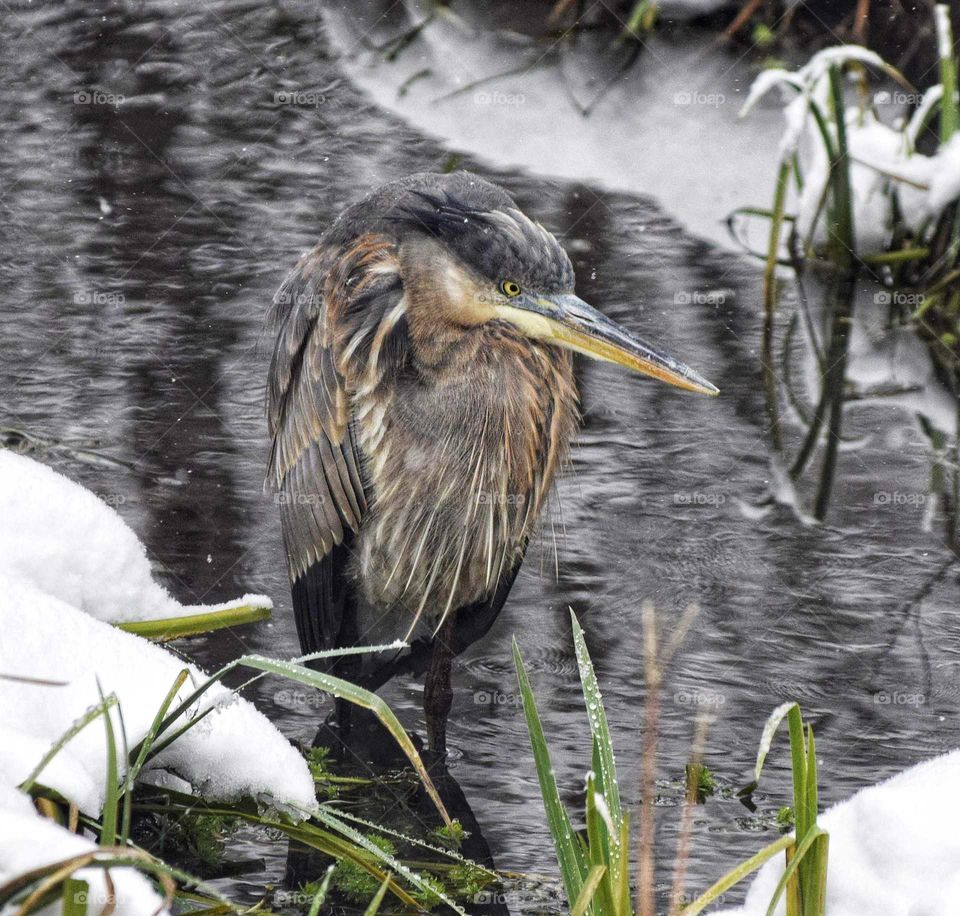 Heron in Winter