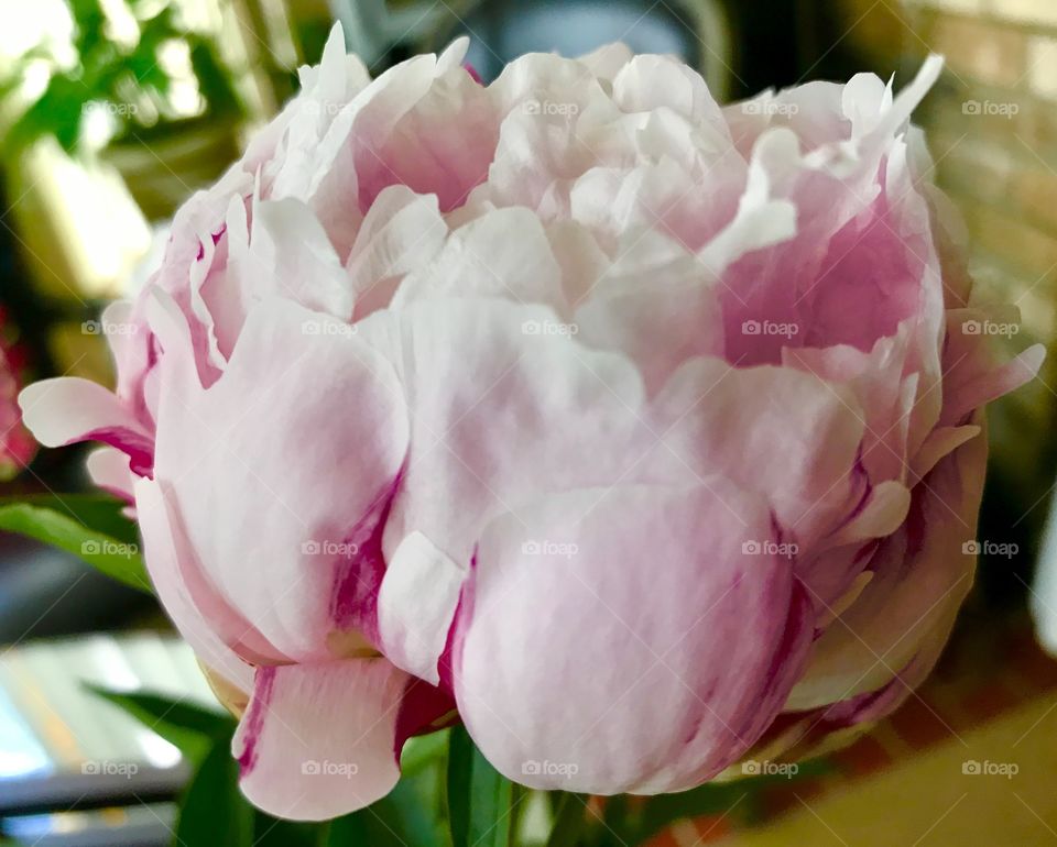 Peony pink 