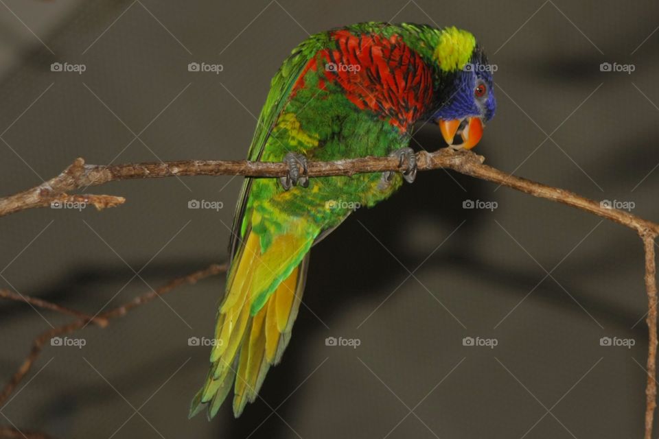 Low angle view of a rainbow lory