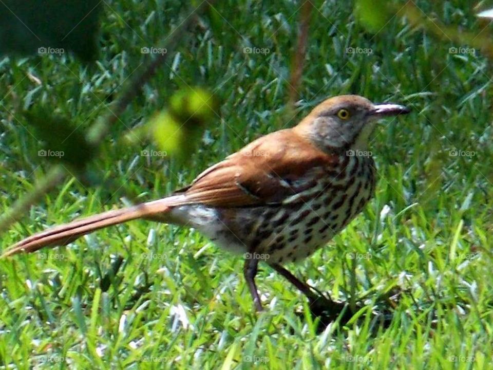 The state bird of Georgia is the Brown Thrasher 