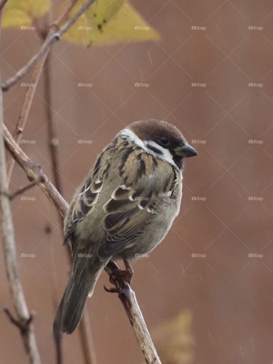 Sparrow