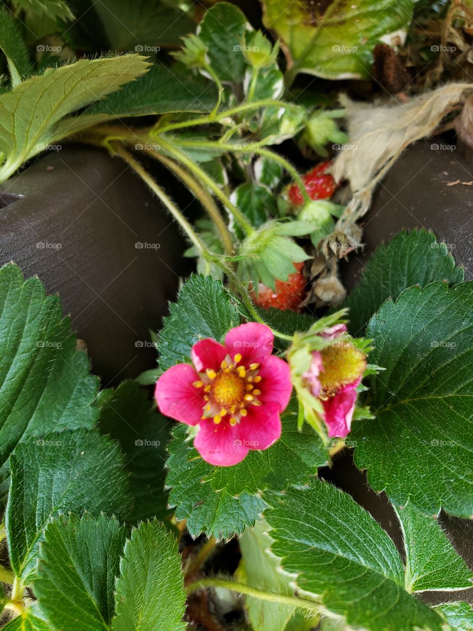 strawberries flower