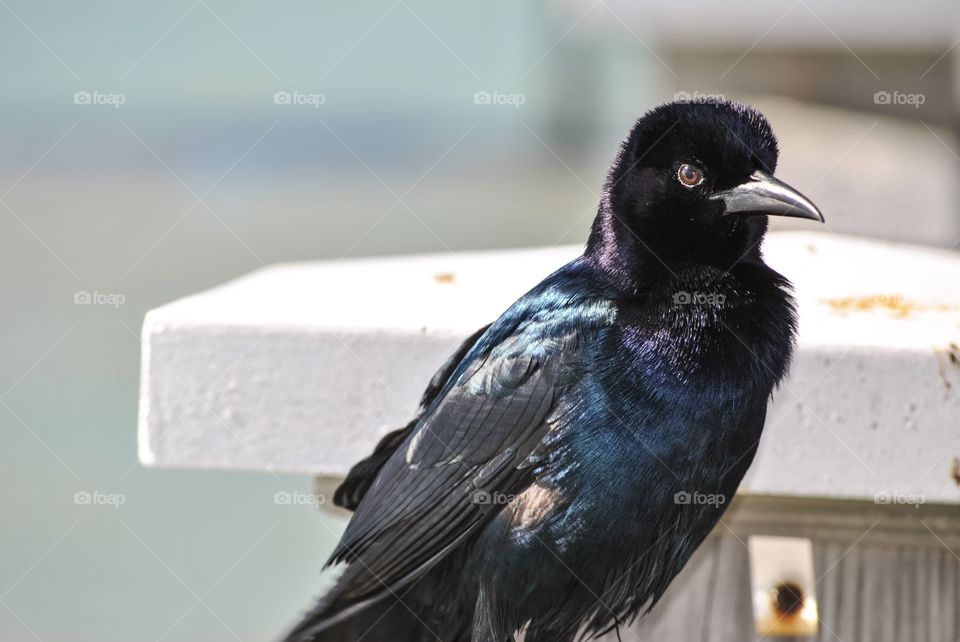 Black bird on pier