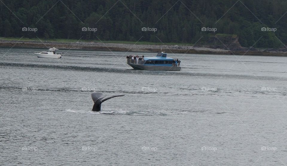 Whale tail watching