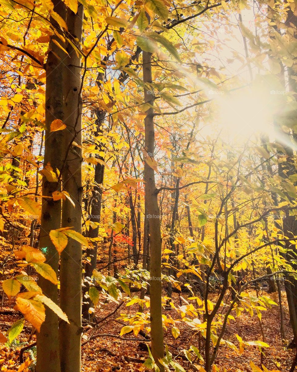 Sunlight falling on autumn trees