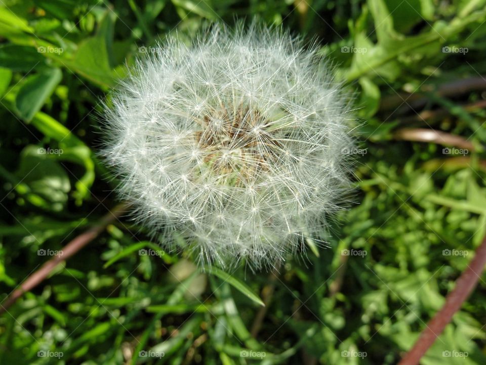 dandelion одуванчик