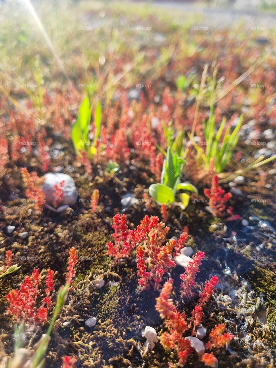 Plants and mosses sprout from the earth