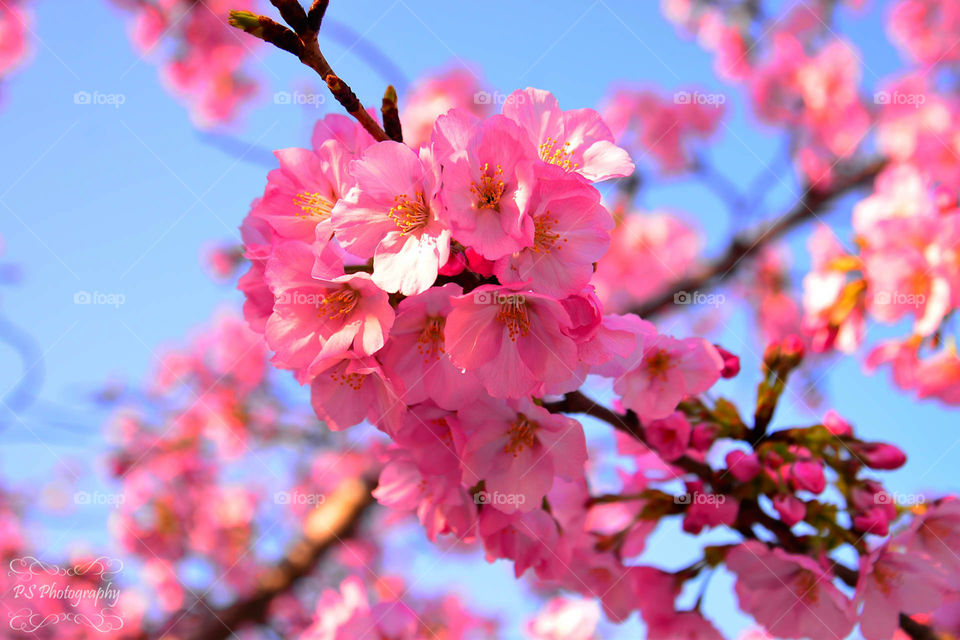 Close-up of cherry blossom