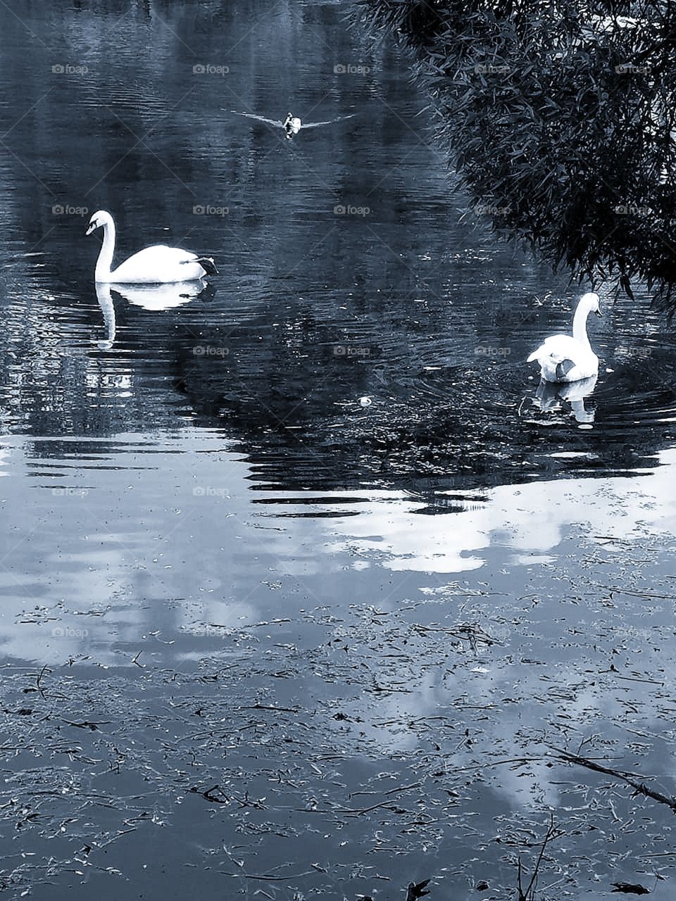 Two swans in the river.  Contrast of black and white