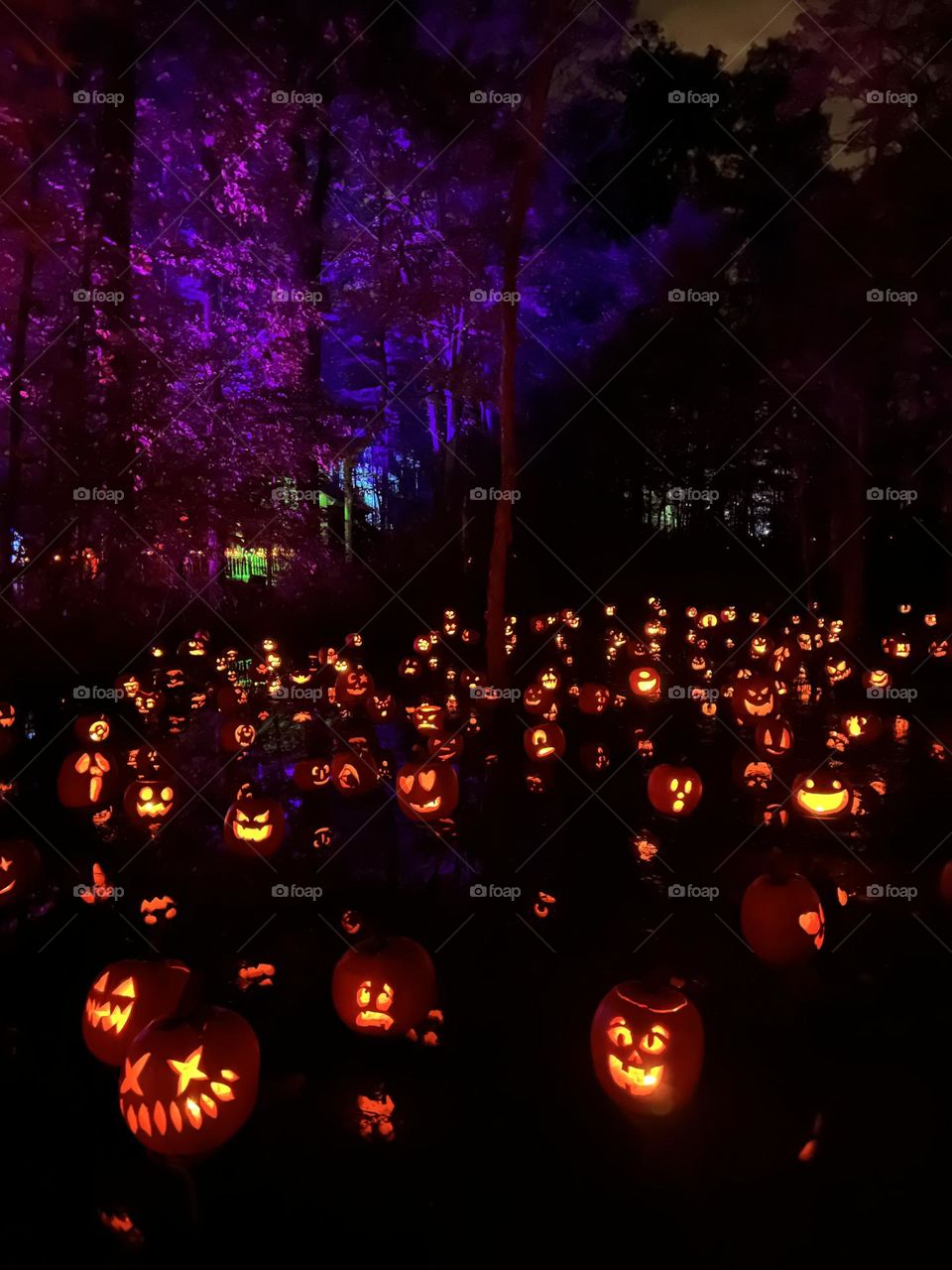 Sea of Jack O Lanterns 