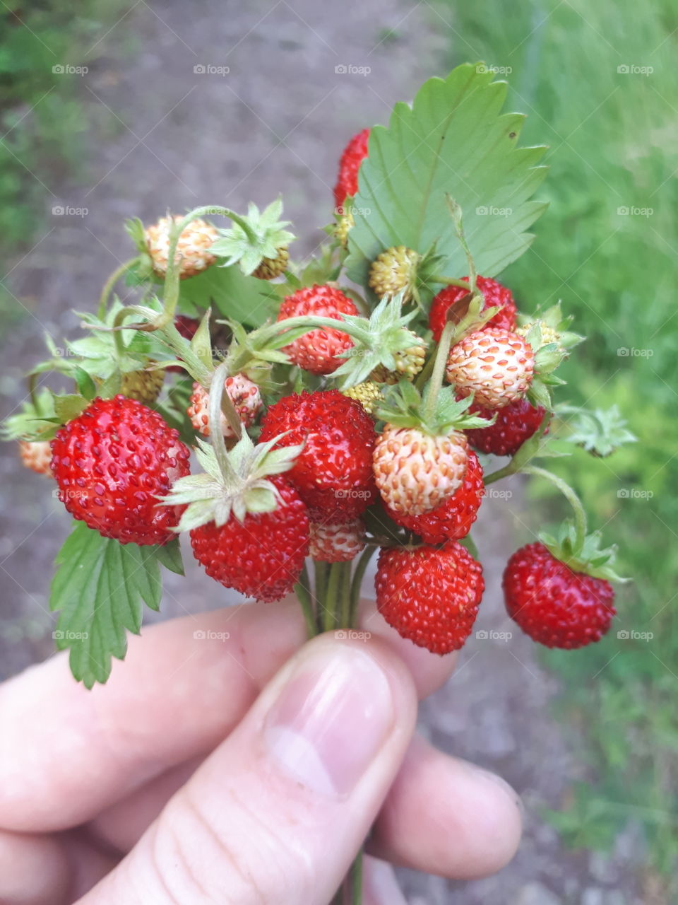 As a child I always liked to groom forest strawberries. And today I do it.It is a memory of childhood.It is the best smell of a forest strawberry, and no other can replace it.
