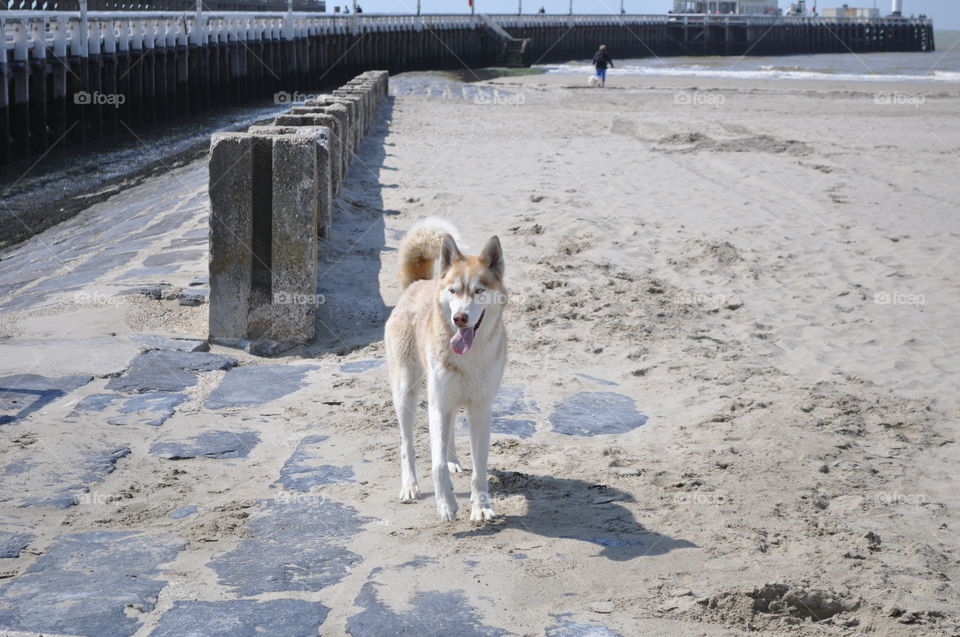 Water, No Person, Winter, Dog, Snow
