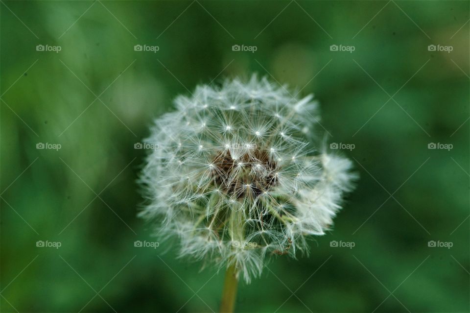 Close up view of a beautiful blossomed dandelion. 