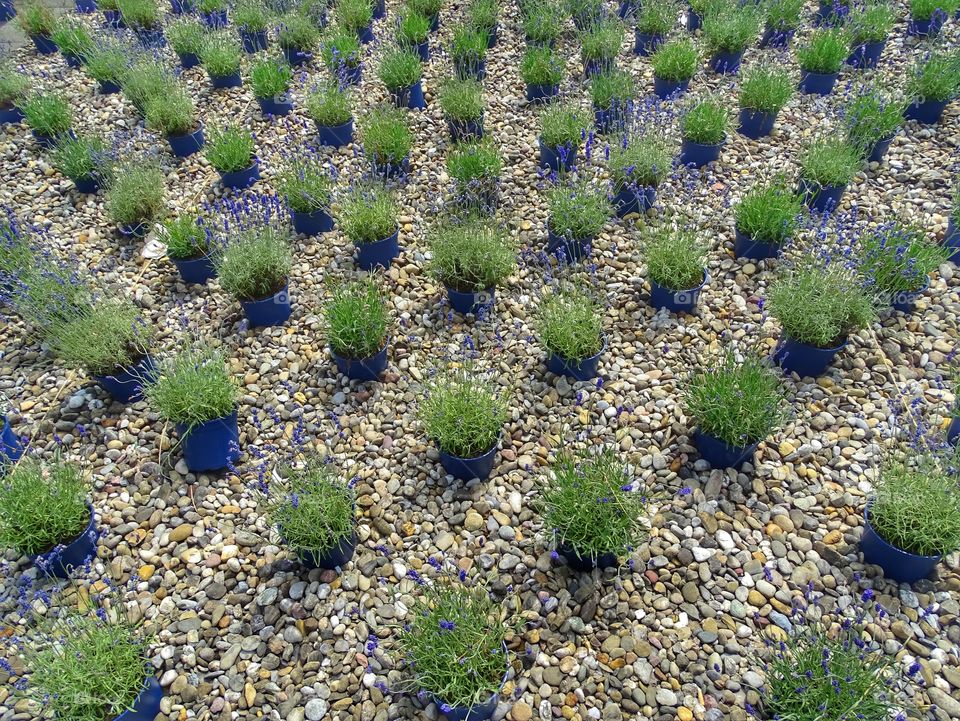 Lavender pots