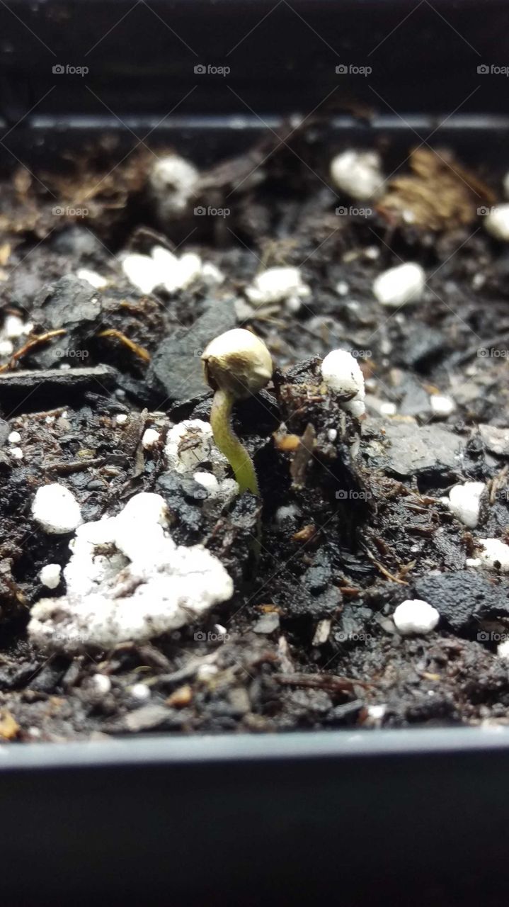 start of a cannabis seed
