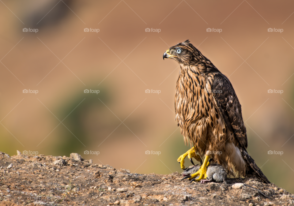 A hawk holding a field mouse