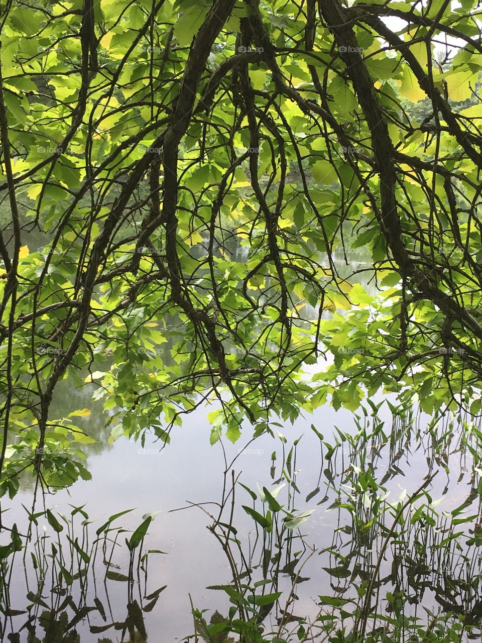  Branches overhanging pond